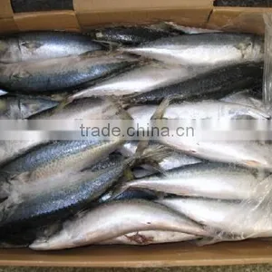 New Catching Jack Mackerel on Sale thumbnail-1
