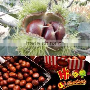 Eating Chinese Chestnuts thumbnail-4