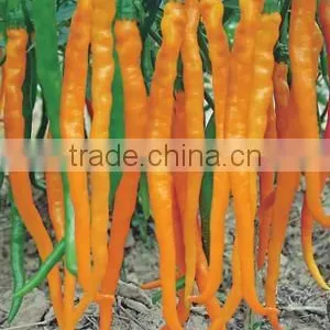 Chinese Vegetable Yellow Pepper Seeds for Planting-Yellow Imperial Chili F1 thumbnail-1