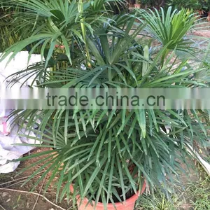 Rhapis Excelsa thumbnail-1