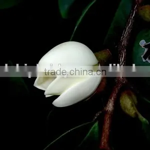 Michelia Figo Seedling thumbnail-1