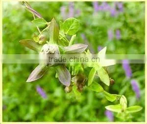 Root of Pilose Asiabell Chinese Herb Medicines thumbnail-1