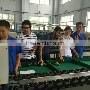 Fruit Sorting Machine/sorting Washing Machine thumbnail-3