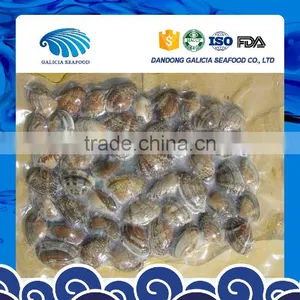 Frozen Vacuumed Short Necked Clam Cheap Pirce For Sale thumbnail-1