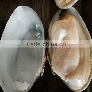 Frozen Boiled Yellow Short Necked Clam on Time Delivery thumbnail-1