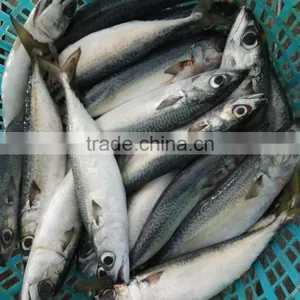 Frozen W/R Pacific Mackerel High-quality Seafood Fresh Fish thumbnail-2