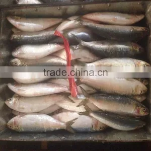 Canned W/r Sardine Fish Low Price Frozen Sardine for Canning thumbnail-2