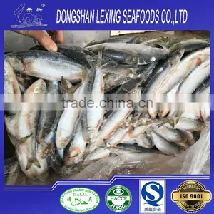 Whole Round Frozen Sardine Fish 85pcs/10kg thumbnail-2