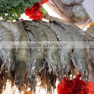 Black Tiger Prawn thumbnail-4