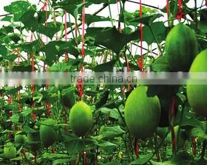 Vegetables Bundling Rope thumbnail-6
