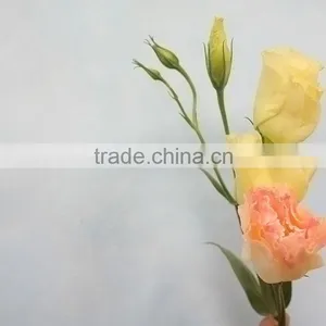 Best Quality Useful Natural Flower Eustoma thumbnail-2