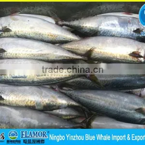 Frozen Pacific Mackerel 300g thumbnail-2