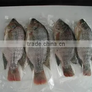 Frozen Tilapia Whole Round Fish thumbnail-2