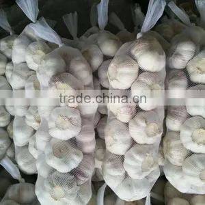 Purple Garlic thumbnail-1