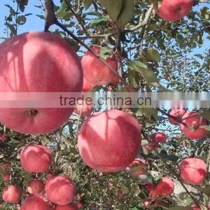 Fresh Gala Apple With Good Quality and Good Taste for Sale thumbnail-4