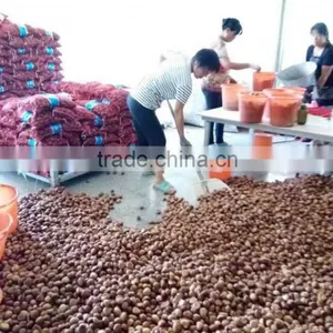 CHINESE CHESTNUTS/ COMMON CHESTNUTS thumbnail-4