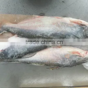 Frozen Pangasius Whole Round thumbnail-1
