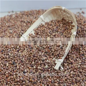 Natural Glutinous Red Sorghum Price thumbnail-6