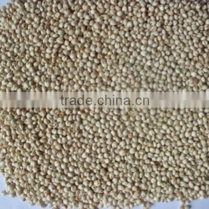 SORGHUM thumbnail-2