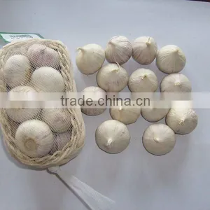 Solo Garlic thumbnail-1