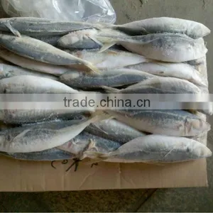 Frozen Seafood Horse Mackerel Whole Round thumbnail-1