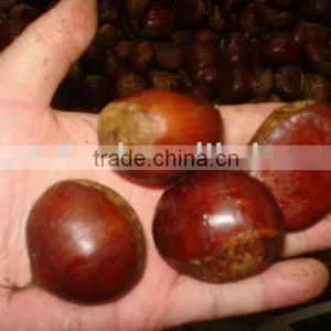 Selling Chestnut thumbnail-1