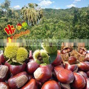 Best Chinese Chestnuts for Sale--Organic Kuancheng Chestnuts thumbnail-2