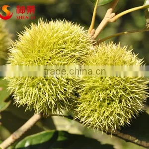 Natural Sweet Easy to Peel Hebei Fresh Chestnuts thumbnail-4