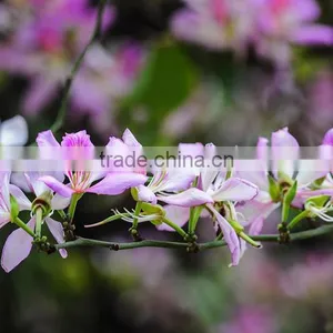Bauhinia Variegata thumbnail-1