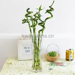 Lucky Bamboo Bonsai thumbnail-2