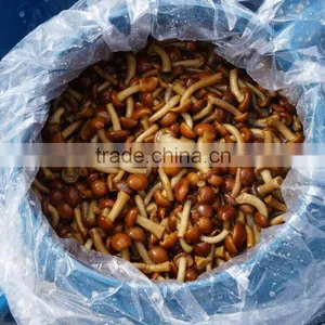 Canned Nameko Mushroom in Brine Marinated Nameko thumbnail-2