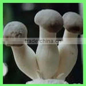 Freshmushrooms thumbnail-1