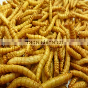 Premium Freeze Dried Mealworms thumbnail-4