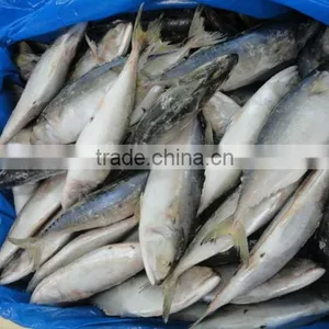 Indian Mackerel Whole thumbnail-1