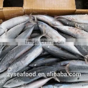 for Canning Low Price 200/300g Frozen Bonito Skipjack Tuna thumbnail-2