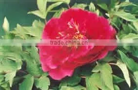 Herbaceous Peony Plant Root Chun Hong Jiao Yan thumbnail-1