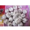 Supply Garlic thumbnail-1