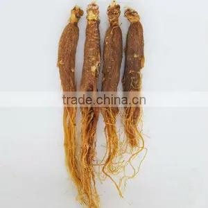 Red Ginseng Root / Panax Ginseng / Ninjin / Insam With Tail Tonic Body thumbnail-1