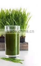 Premium Grade Wheat Grass Powder From India thumbnail-3