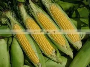 Sweet Corn Processing Machine Corn Can Processing Machine thumbnail-4