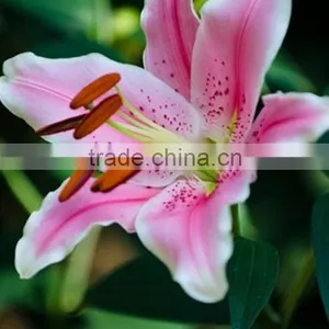 Best Quality Sorbonne Lily Flower Wholesale thumbnail-1