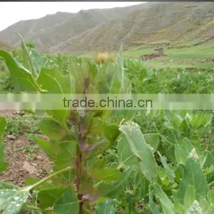 Quinoa thumbnail-4
