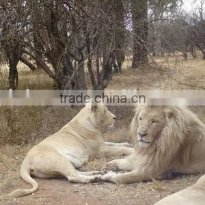 3D Lion Pictures Printing thumbnail-1
