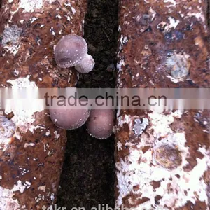 Fresh Shiitake Mushroom thumbnail-4