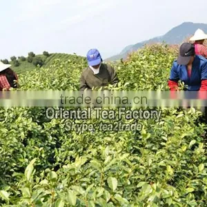 Chinese Wholesale Usda Organic Green Tea Powder Better Than Matcha Japan thumbnail-3