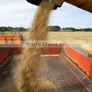 Ukraine Barley ,barley Seeds Animal Seeds Can Makes Animal Grow up Healthy thumbnail-5