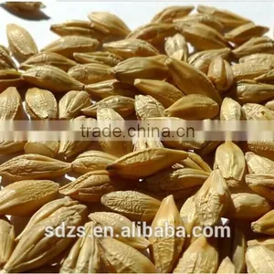 Price of Barley Malt of Australia Can be Provide According to the Quantity thumbnail-1