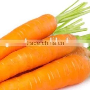 Supply Fresh Carrot With Good Quality for Sale thumbnail-2