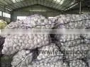 Fresh White Garlic Supplier thumbnail-1