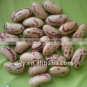 2010 Crop Light Speckled Kidney Bean With Long Shape thumbnail-1